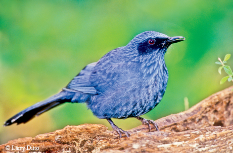 Blue mockingbird